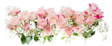 Birçok parlak fuşya çalısı beyaz arka planda yumuşak güller