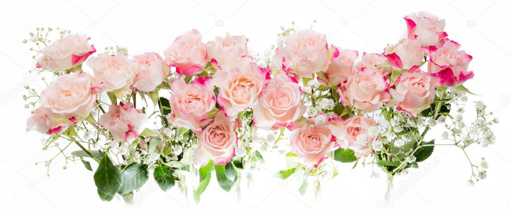 Many Bright fuchsia bush roses soft against white background
