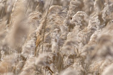 Seçici odak ve bulanık alanları kuru reed