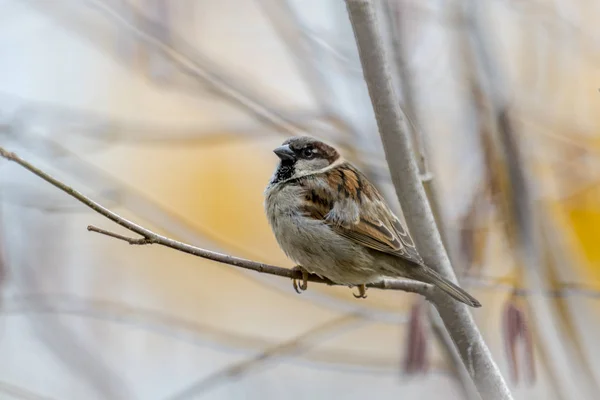 Mužské sparrow sedí v hustém křoví zimní — Stock fotografie