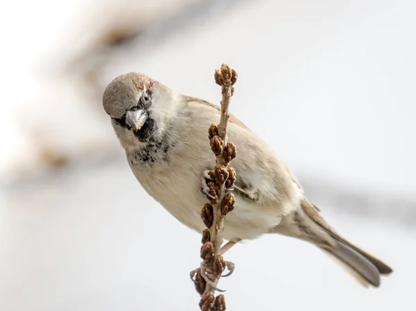 Mužské sparrow sedí v hustém křoví zimní — Stock fotografie