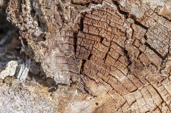 Alte und marode Schnittstelle eines gefällten Baumes — Stockfoto