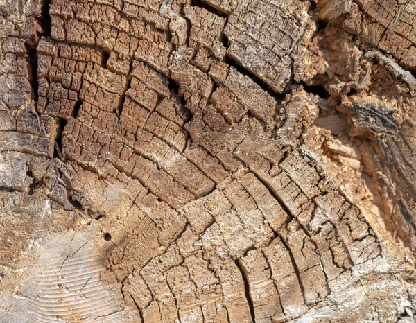 Alte und marode Schnittstelle eines gefällten Baumes — Stockfoto