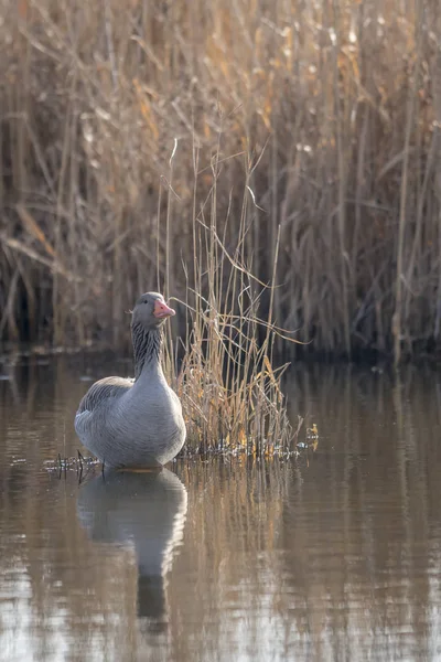 Frontal shot greylag sits on a small island in front of blurred reed background