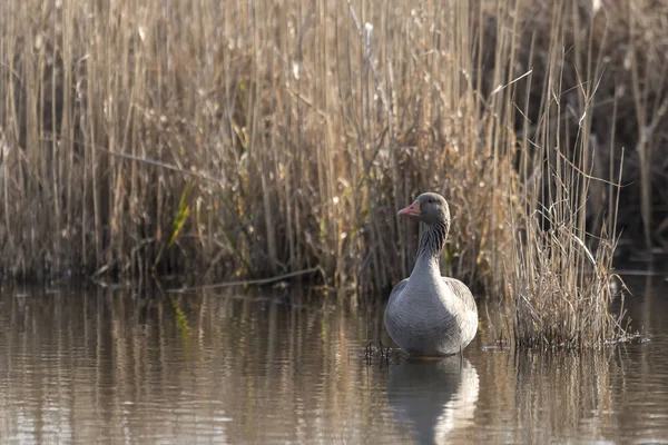 Frontal shot greylag sits on a small island in front of blurred reed background