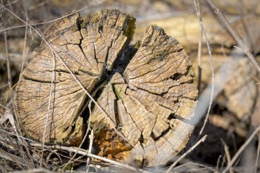 Kesilen ağaç eski ve çürük arabirimi