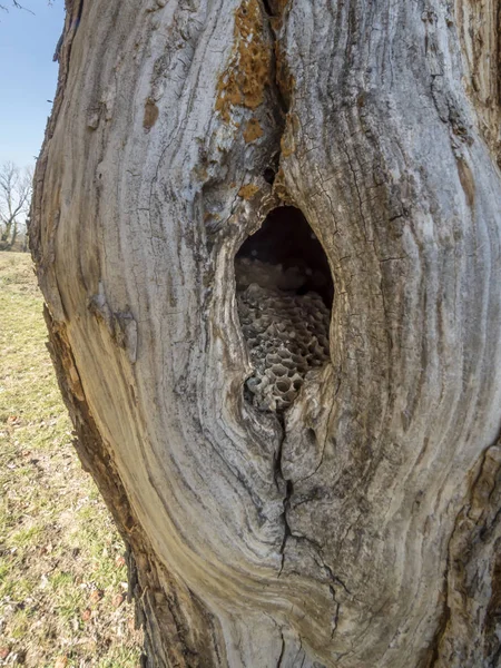 Opuštěné vosího hnízda s voštiny v dutině stromu — Stock fotografie