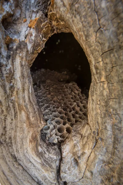 Nid de frelons abandonné avec rayons de miel dans un arbre creux — Photo