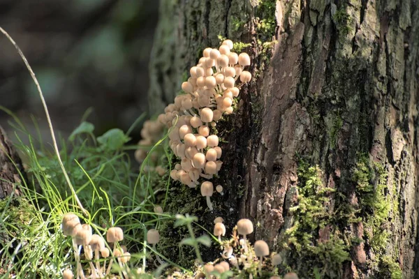 Collection de petits champignons mica-moineau sur un tronc d'arbre avec mousse — Photo