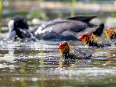 Tavuk civciv karşı arka plan bulanık bir gölde yüzüyor