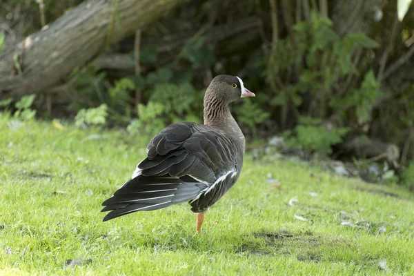 Pygmy gåsen står på ett ben i en äng — Stockfoto