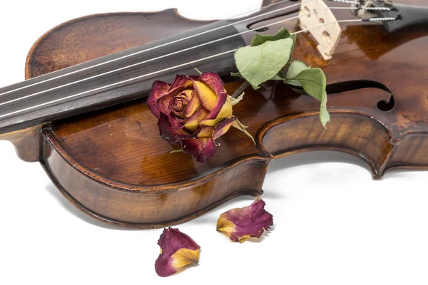 Gamla blanka violin med visset röd gul ros blomma — Stockfoto