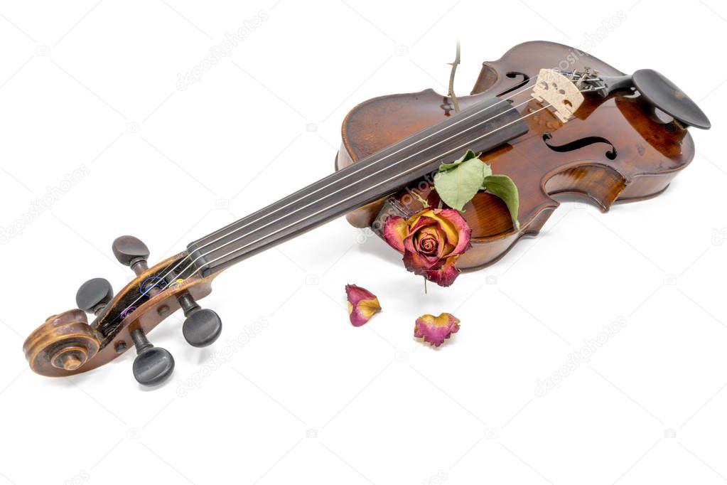 Old shiny violin with withered red yellow rose blossom