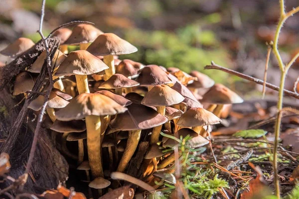 Колекція гриба зі слюдиною-спреєм на дереві пень з мохом — стокове фото