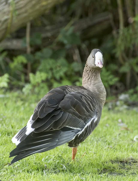 Pigmeo ganso está de pie en una pierna en un prado — Foto de Stock