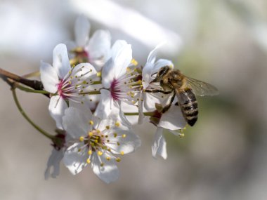 Bahar bal arısı mirabelle çiçeği uçuyor