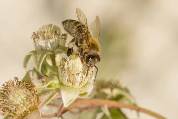 Abelha senta-se em uma flor de amora-preta na frente de fundo borrado — Fotografia de Stock