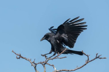 Açılış önünde mavi gökyüzü uçan kuzgun