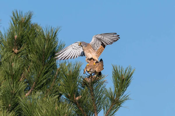 Kestrel casal em um pinheiro durante o acasalamento — Fotografia de Stock