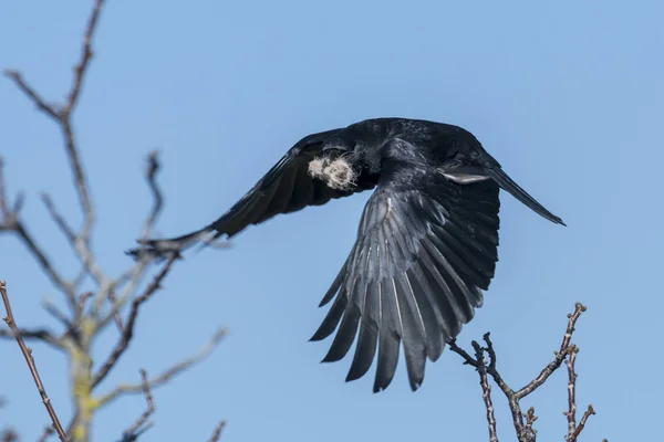 Corbeau volant avec des ailes déployées et du matériel de nidification dans son bec — Photo