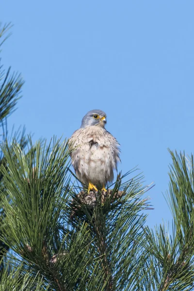 Kestrel fêmea senta-se fluffed em uma ponta de pinho — Fotografia de Stock