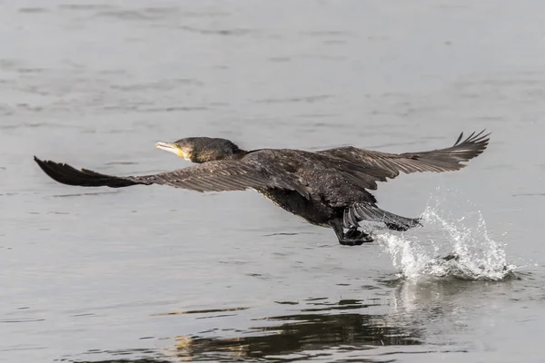 Cormorán volador al principio en un río — Foto de Stock