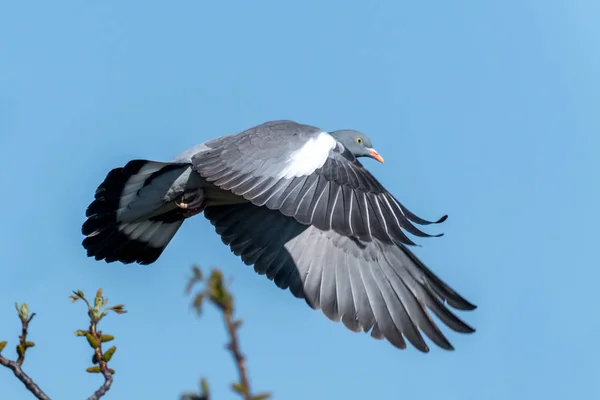 Літаючий дерев'яний голуб зі зневіреним пір'ям і блакитним небом — стокове фото