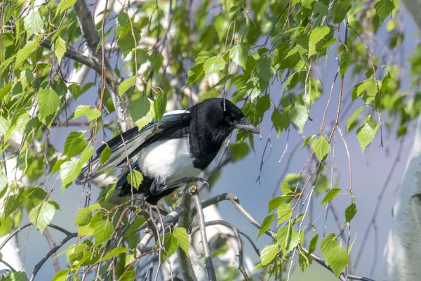 Magpie without tail feathers sits in a birch with fresh green leaves