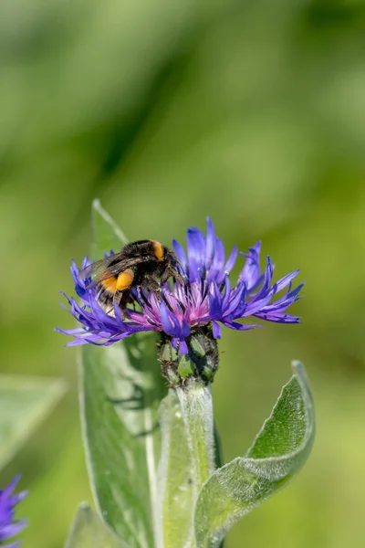 Cornflower com bumblebee na frente de fundo embaçado verde — Fotografia de Stock