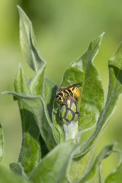Yeşil bulanık arka plan önünde yaban arısı ile Cornflower tomurcuk — Stok fotoğraf