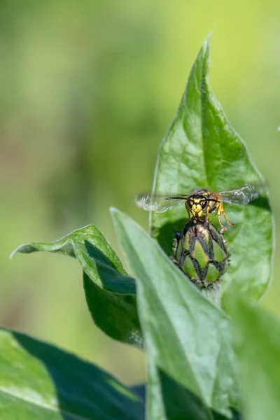 Yeşil bulanık arka plan önünde yaban arısı ile Cornflower tomurcuk — Stok fotoğraf