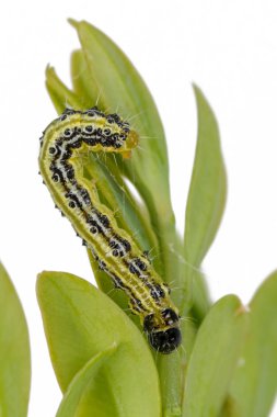 Boxwood borer bir dal üzerinde sürünür. Boxwood beyaz izole yaprakları