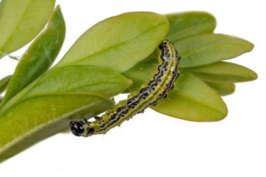 Boxwood borer bir dal üzerinde sürünür. Boxwood beyaz izole yaprakları
