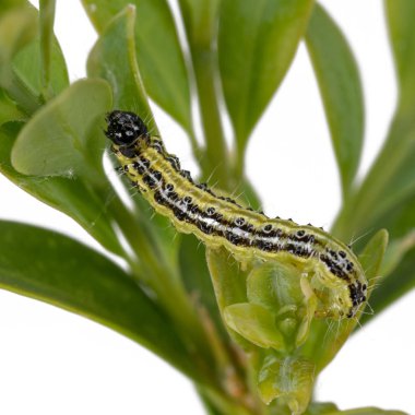 Boxwood borer bir dal üzerinde sürünür. Boxwood beyaz izole yaprakları