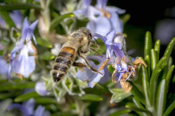 Abelha na primavera está voando para uma flor de alecrim — Fotografia de Stock