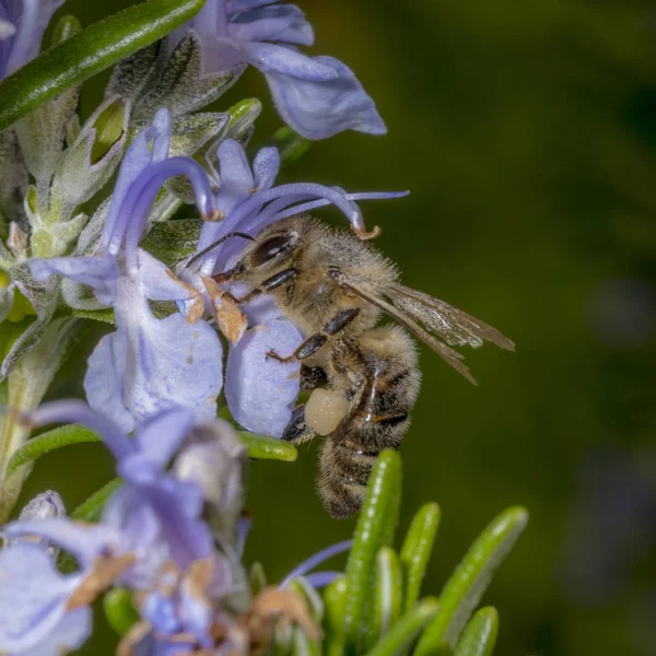 Abelha na primavera está voando para uma flor de alecrim — Fotografia de Stock