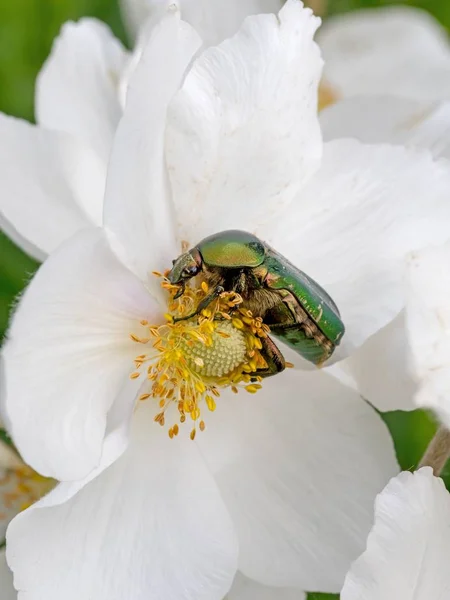 Escarabajo rosa brillante de oro en flor blanca mientras come —  Fotos de Stock