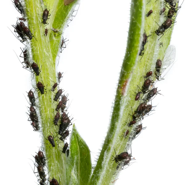 Blattläuse saugen teilweise mit Flügeln an grünem Pflanzenstamm — Stockfoto
