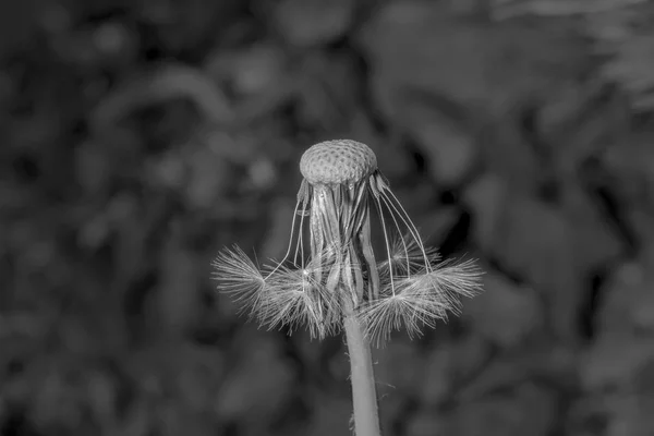 Flor de semente de dente-de-leão maduro na frente de fundo embaçado macio — Fotografia de Stock