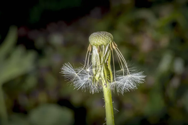 成熟的蒲公英种子开花在软模糊的背景前 — 图库照片