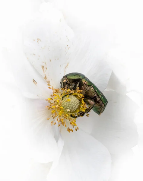 Gold shiny rose beetle on white blossom while eating