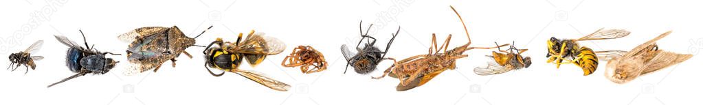 Many different dead insects are in one pile. Isolated on white