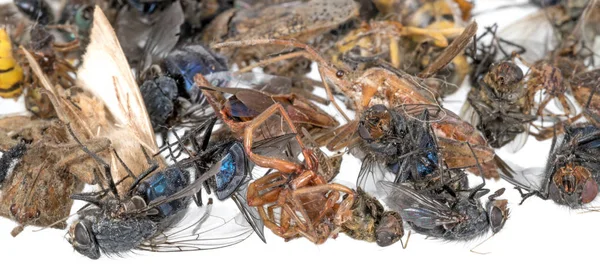 Wiele różnych martwych owadów jest na jednym stosie. Odizolowane na biało — Zdjęcie stockowe
