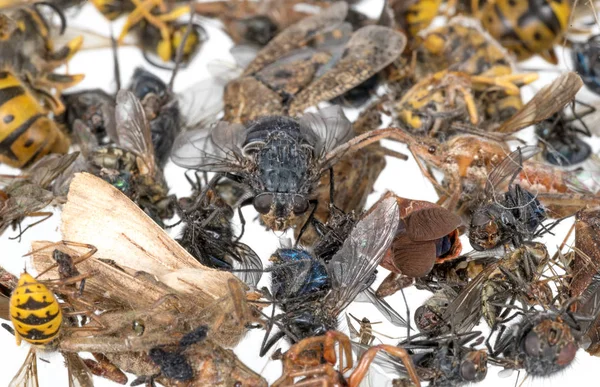 Wiele różnych martwych owadów jest na jednym stosie. Odizolowane na biało — Zdjęcie stockowe