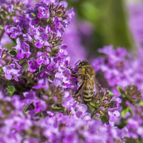 Abelha senta-se em uma flor de tomilho entre muitas flores borradas — Fotografia de Stock