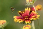 Bumblebee a Aster virág izolált homályos zöld háttér