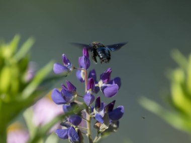 Mor lupins çiçek de Marangoz arı bulanık yeşil arka plan karşı izole