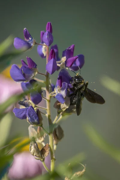 Abelha de carpinteiro em uma flor lupins roxo isolado contra fundo verde turvo — Fotografia de Stock