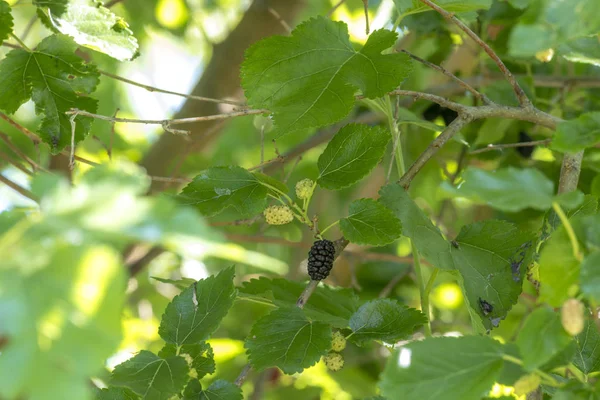 Mulberries in different maturity levels hang on the branches — Stock Photo, Image