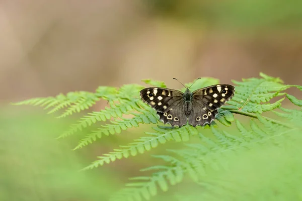 Pequeña mariposa se sienta en farn delante de fondo borroso verde —  Fotos de Stock